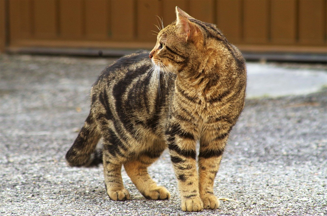 日本猫とは かわいいのに大きい茶トラ猫の秘密と三毛猫の歴史的エピソード Eizan S Pet Life