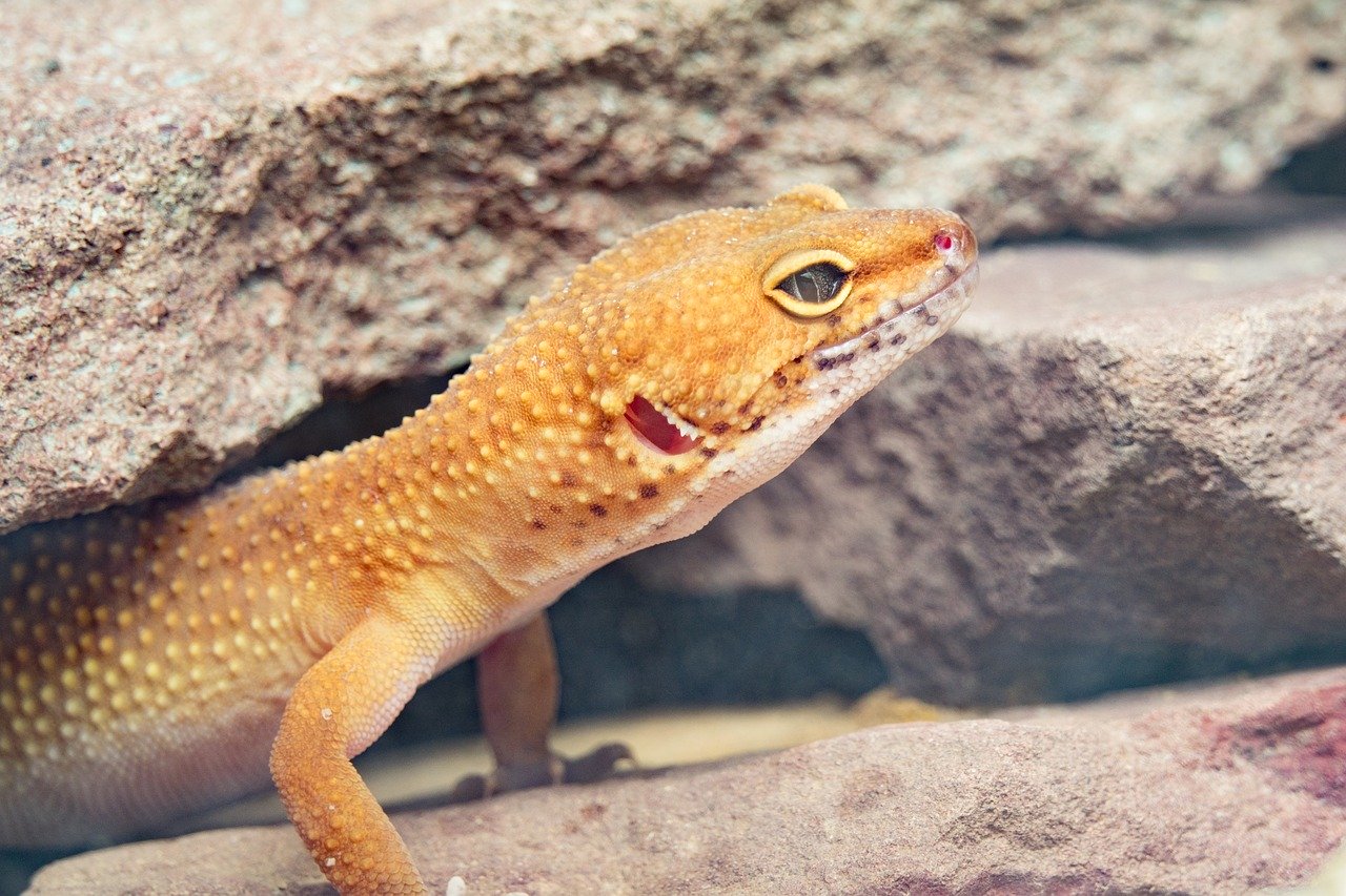 初心者におすすめ ヒョウモントカゲモドキ レオパ の種類 アルビノや目の色で値段も変わる Eizan S Pet Life