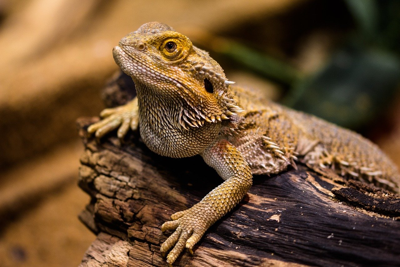 トカゲの飼い方と選び方を解説！オススメの種類3選ご紹介 | Eizan's pet life