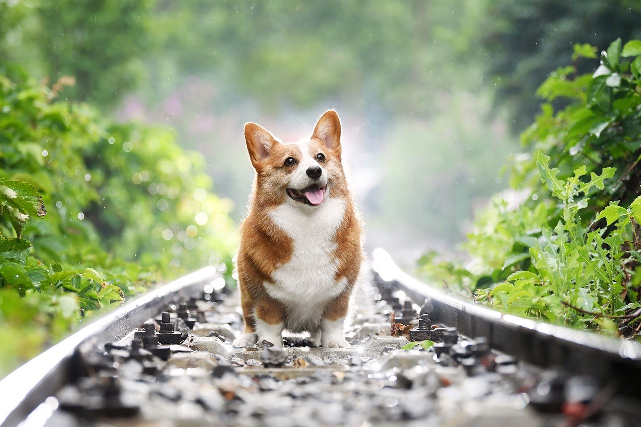 エリザベス女王の愛犬はかわいいコーギー 飼い方は 子犬の時の注意点は Eizan S Pet Life