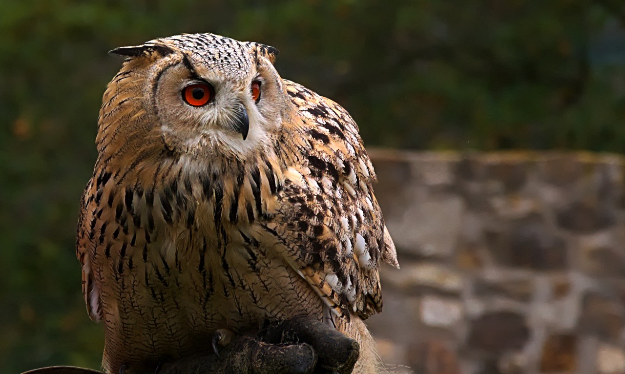 ミミズクとフクロウの違いや鳴き声は 野生での過ごし方とミミズクはかわいい Eizan S Pet Life