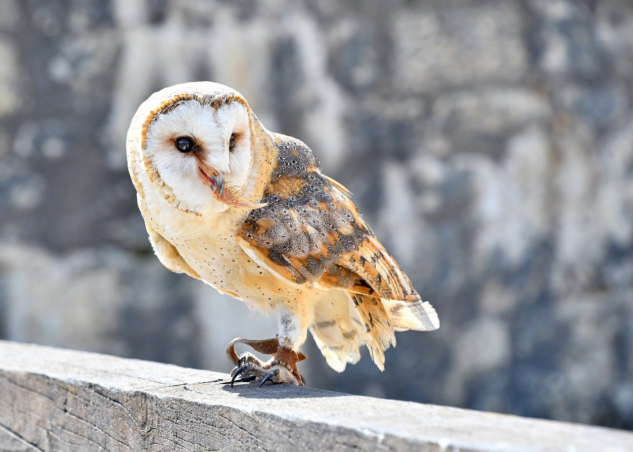 メンフクロウを飼育時の寿命は なつくのかや鳴き声は エサや生体の価格は Eizan S Pet Life