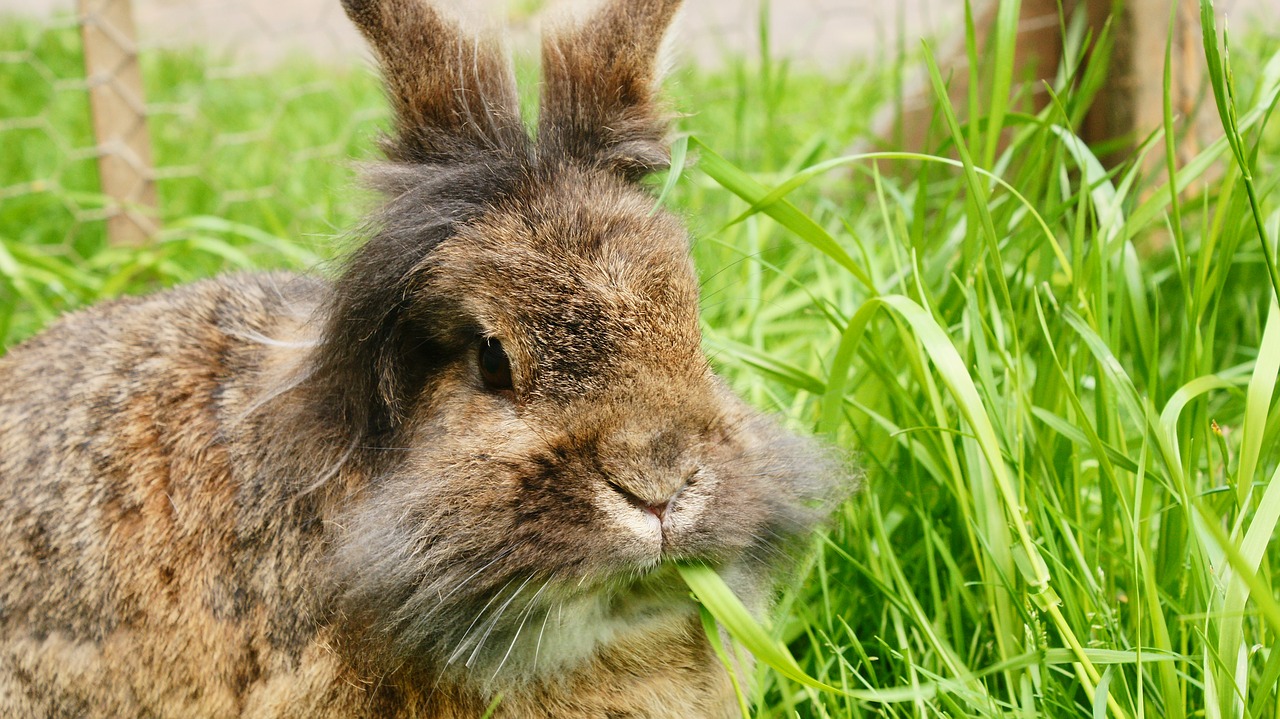 アンゴラウサギとヤギの毛刈り一緒？獣毛繊維の違いと飼育や値段