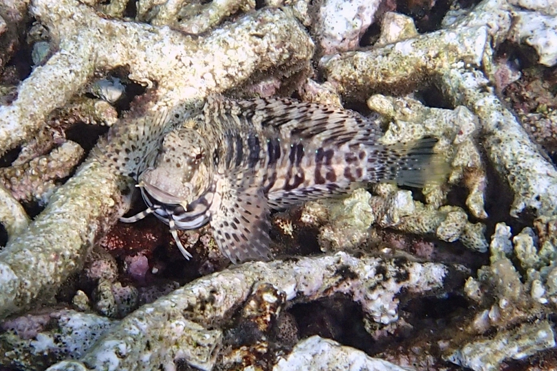 ヤエヤマギンポの飼育 その死因 ミズタマハゼや他魚との混泳 繁殖について Eizan S Pet Life ヤエヤマギンポの飼育 その死因 ミズタマハゼや他魚との混泳 繁殖について Eizan S Pet Life