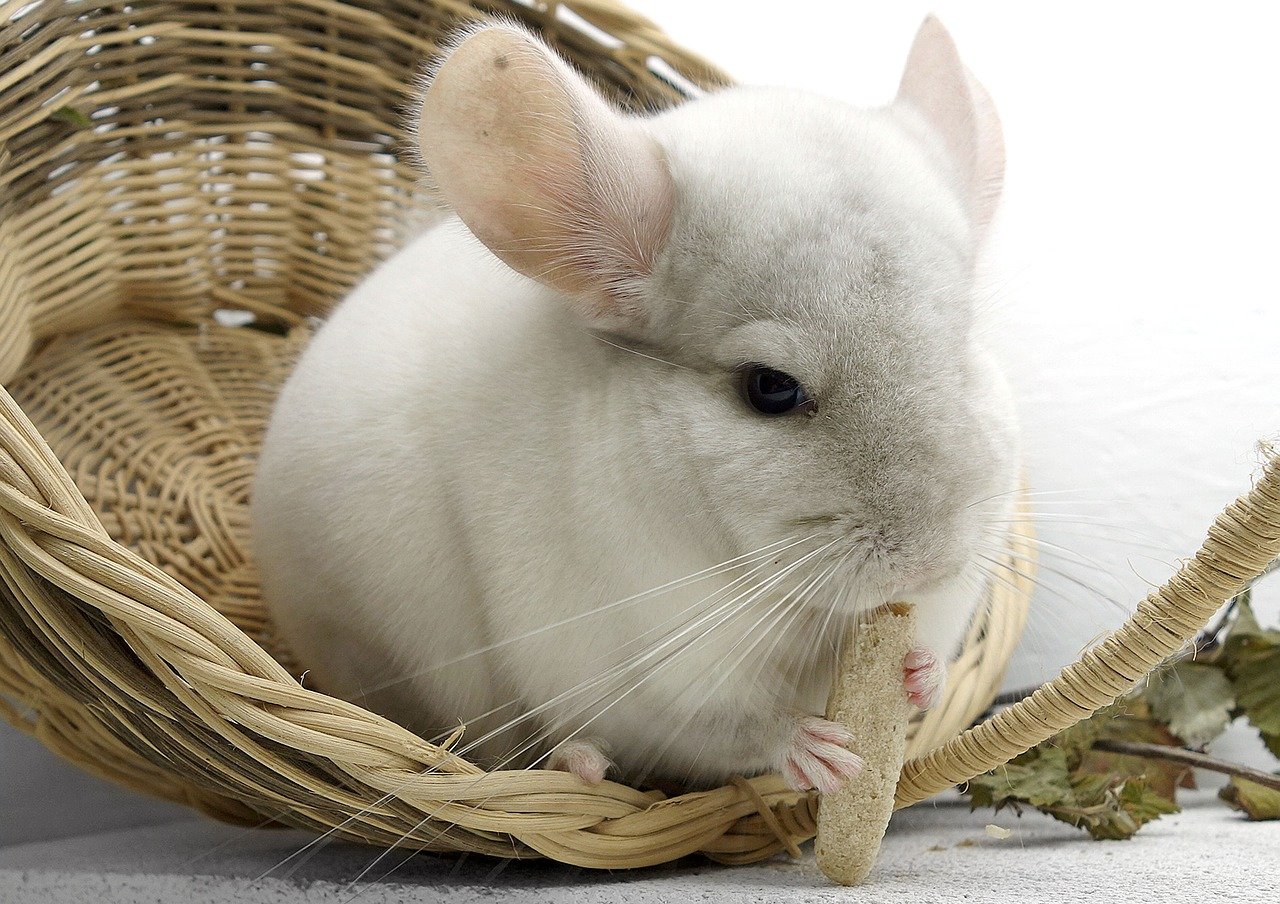 チンチラの生態 歴史や特徴とは Eizan S Pet Life