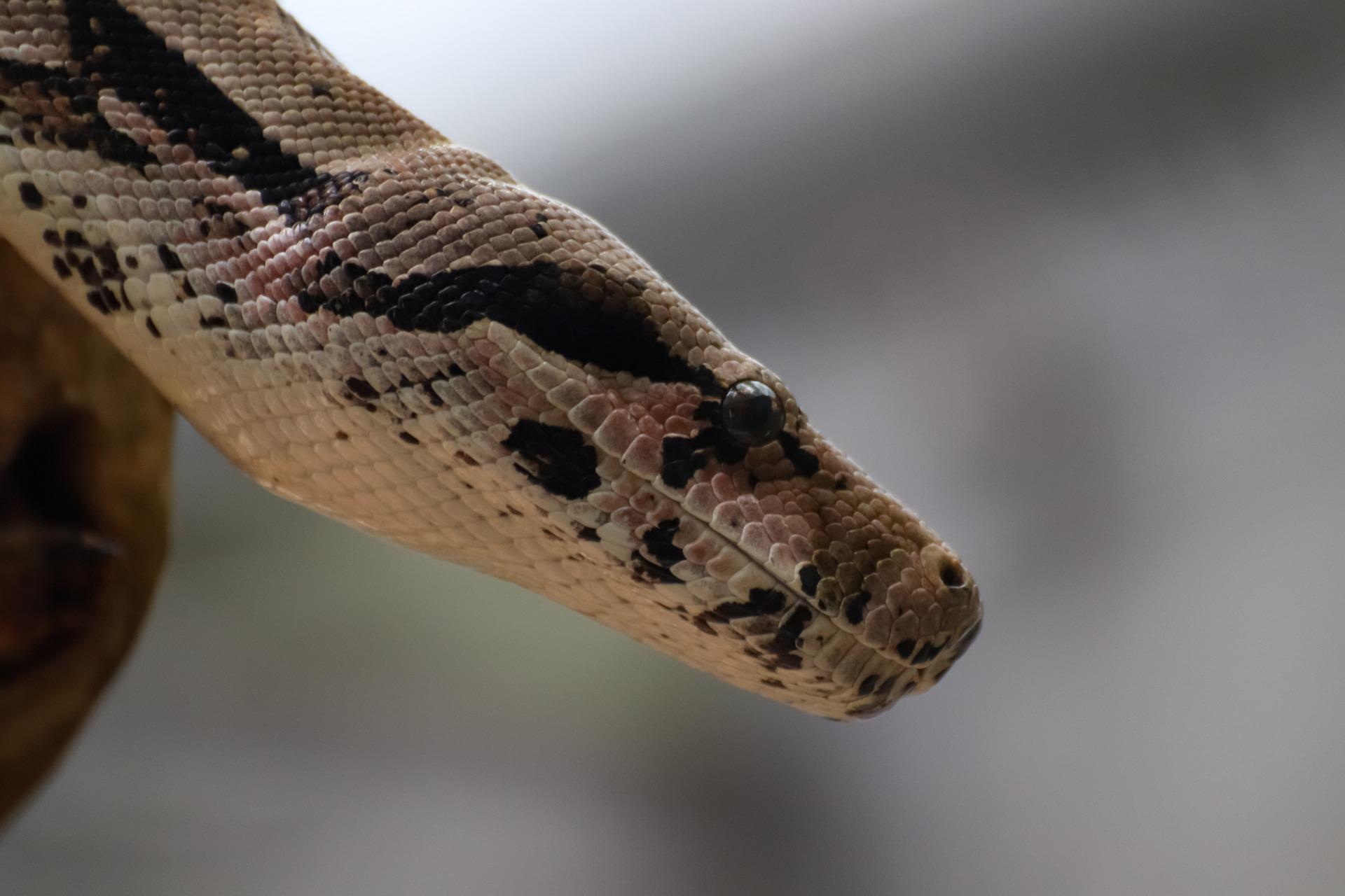 ボールパイソンの病気やトラブルについてや飼う前に心掛ける事 Eizan S Pet Life ボールパイソンの病気やトラブルについてや飼う前に心掛ける事 Eizan S Pet Life
