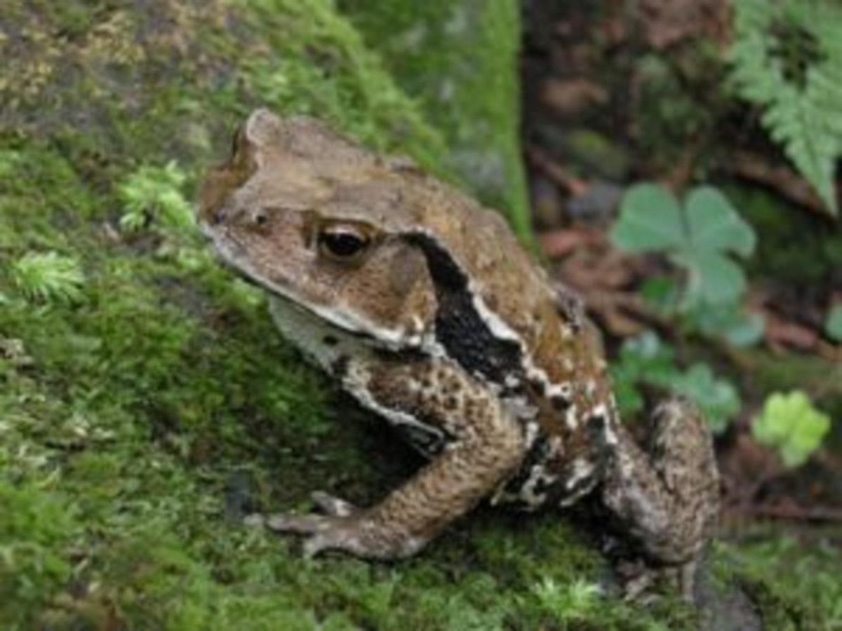 カエル類の特徴や飼育の基本は 費用や主な種類を紹介します Eizan S Pet Life