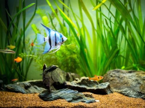 画像に alt 属性が指定されていません。ファイル名: Freshwater-Angelfish-500x375.jpg